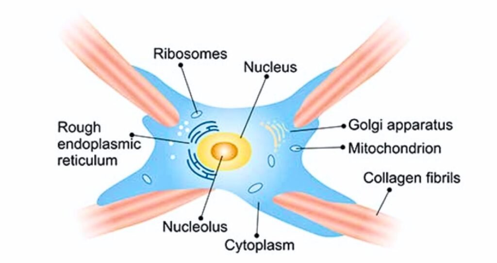 HIFU Vaginal Tightening: How It Can Improve Sensitivity, Tone & Confidence 3 HIFU Vaginal Tightening Treatment Areas